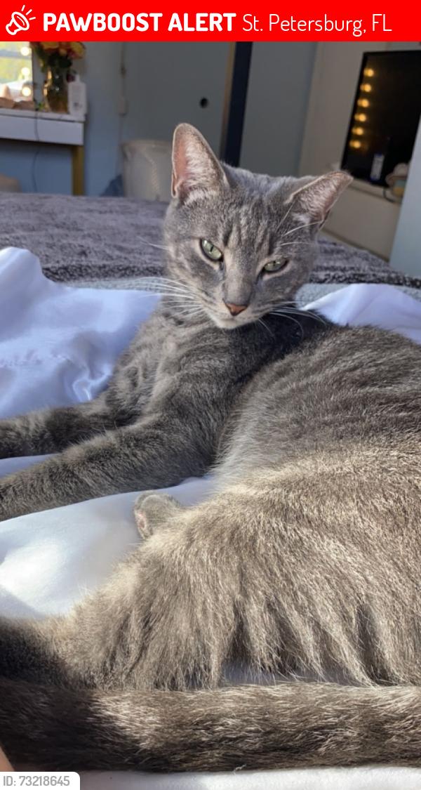 Lost Male Cat last seen 17th ave n and essex, St. Petersburg, FL 33710