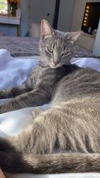 Lost Male Cat last seen 17th ave n and essex, St. Petersburg, FL 33710