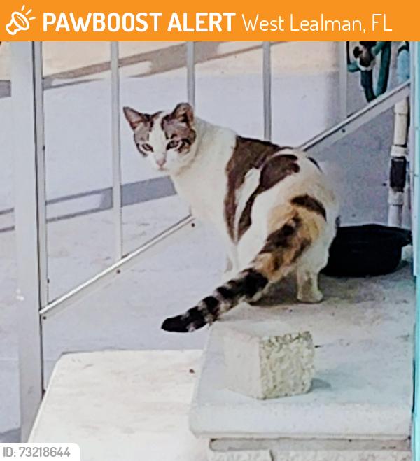 Found/Stray Female Cat last seen 46th Ave N & 74th St N, West Lealman, FL 33709