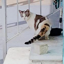 Found/Stray Female Cat last seen 46th Ave N & 74th St N, West Lealman, FL 33709