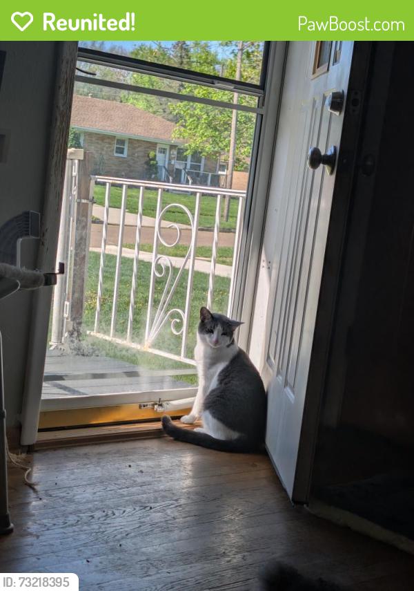 Reunited Male Cat last seen Clemons and High st., Elyria, OH 44035