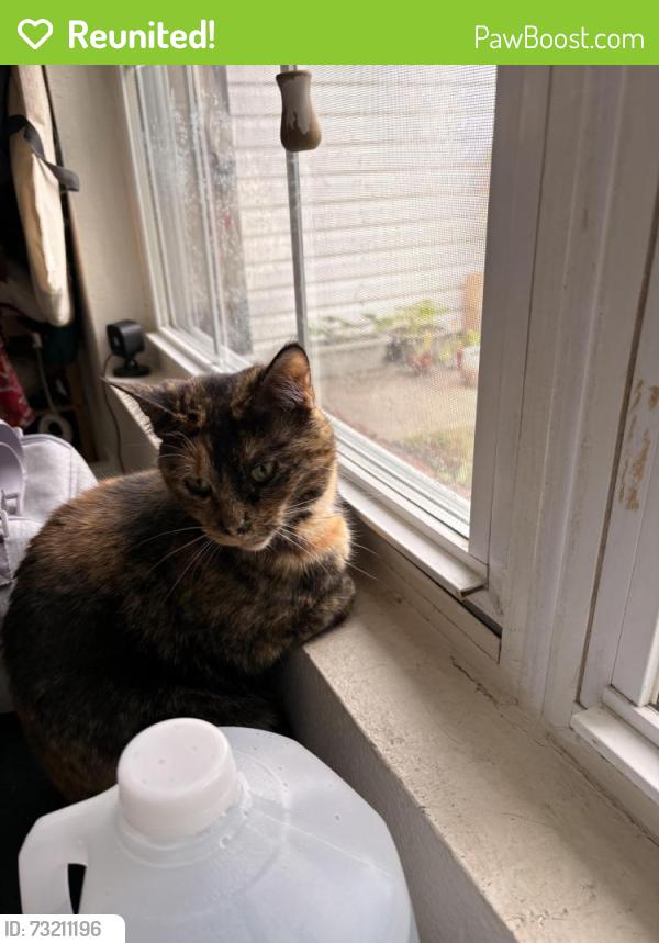 Reunited Female Cat last seen Derby Ridge area, Columbia, MO 65202