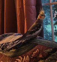Lost Male Bird last seen Beau Ridge woodbridge va, Montclair, VA 22193