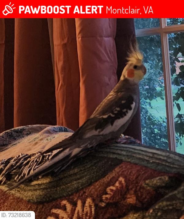 Lost Male Bird last seen Beau Ridge woodbridge va, Montclair, VA 22193