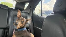 Found/Stray Male Dog last seen Arrowpoint, Janisch, Volley st, Houston, TX 77022
