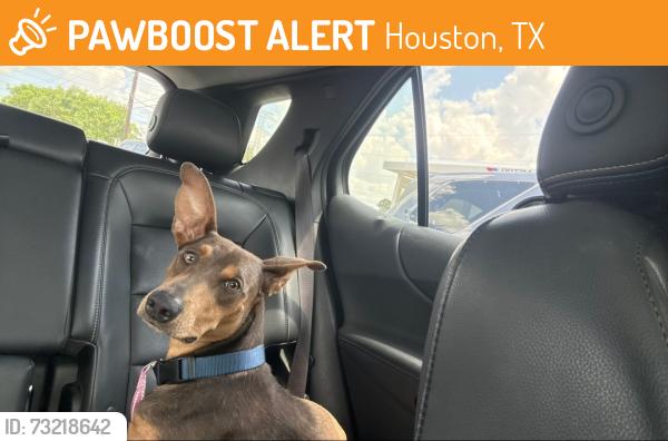 Found/Stray Male Dog last seen Arrowpoint, Janisch, Volley st, Houston, TX 77022
