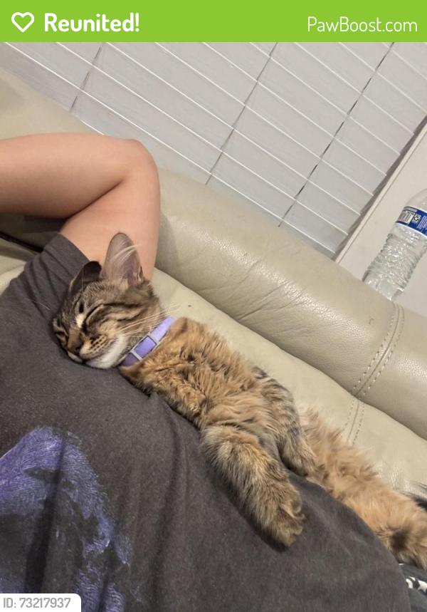 Reunited Male Cat last seen Mango dr, Fontana, CA 92335