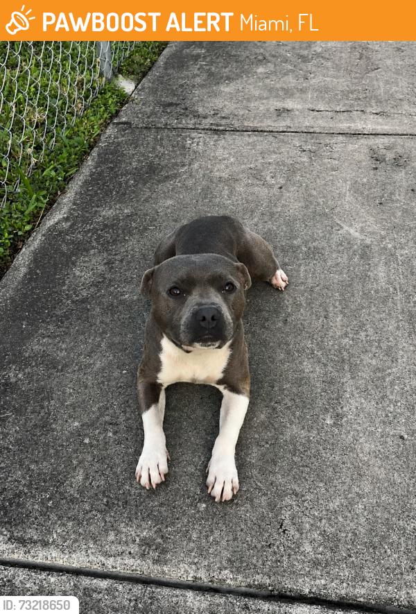 Found/Stray Female Dog last seen Carlow park, Miami, FL 33174