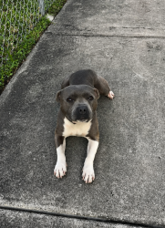 Found/Stray Female Dog last seen Carlow park, Miami, FL 33174