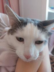 Reunited Female Cat last seen Near edworthy cove, Edmonton, AB T6M 2N6