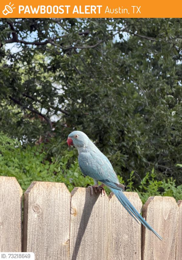 Found/Stray Unknown Bird last seen between laurel grove dr and collinfield dr, Austin, TX 78758
