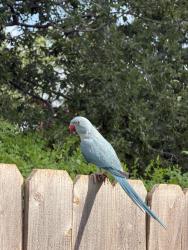 Found/Stray Unknown Bird last seen between laurel grove dr and collinfield dr, Austin, TX 78758