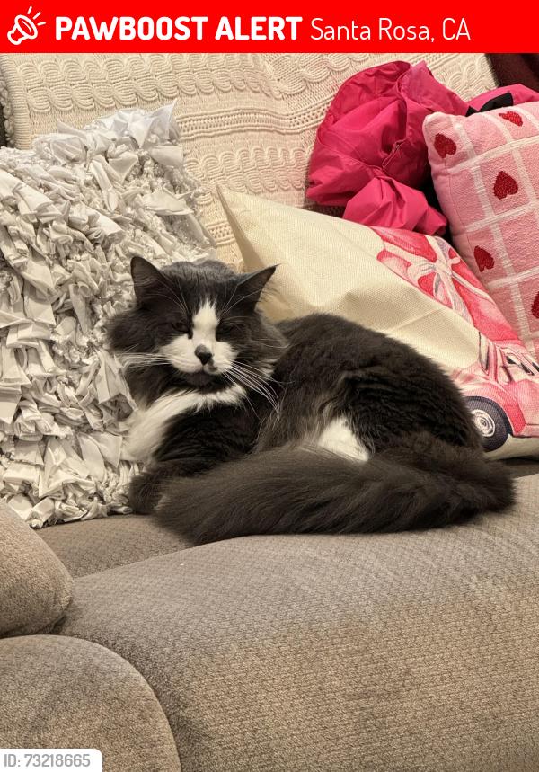 Lost Female Cat last seen Hopper Ave., Santa Rosa, Santa Rosa, CA 95403
