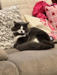 Lost Female Cat last seen Hopper Ave., Santa Rosa, Santa Rosa, CA 95403