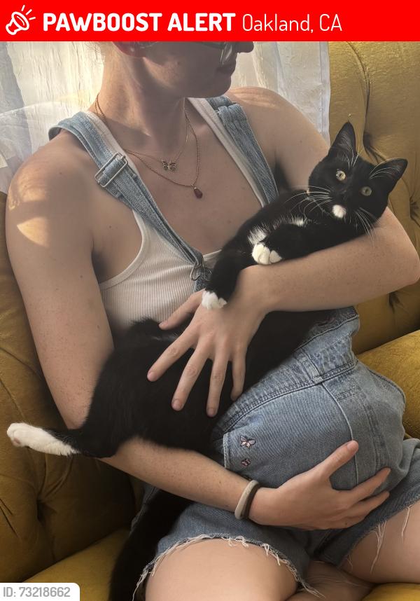 Lost Female Cat last seen 60th Street and Claremont Ave., Oakland, CA 94618