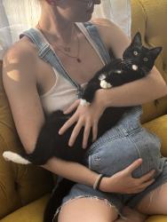 Lost Female Cat last seen 60th Street and Claremont Ave., Oakland, CA 94618