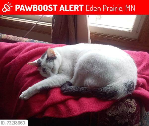 Lost Male Cat last seen Eden Prairie, Eden Prairie, MN 55347
