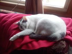 Lost Male Cat last seen Eden Prairie, Eden Prairie, MN 55347