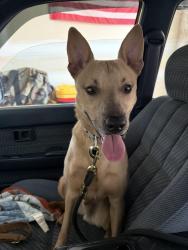 Found/Stray Male Dog last seen E cataldo ave, Spokane Valley, WA 99206