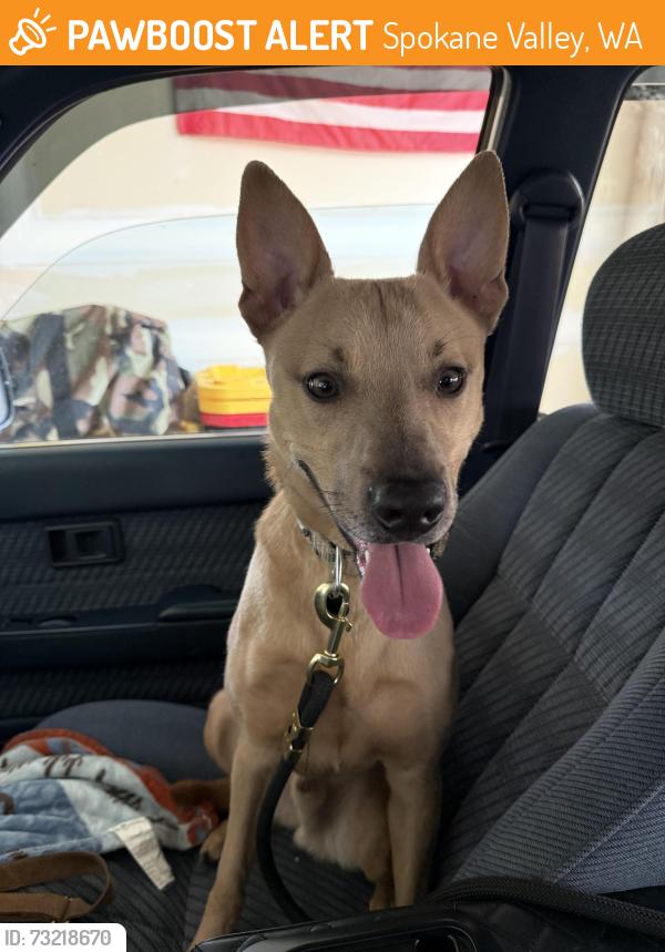 Found/Stray Male Dog last seen E cataldo ave, Spokane Valley, WA 99206
