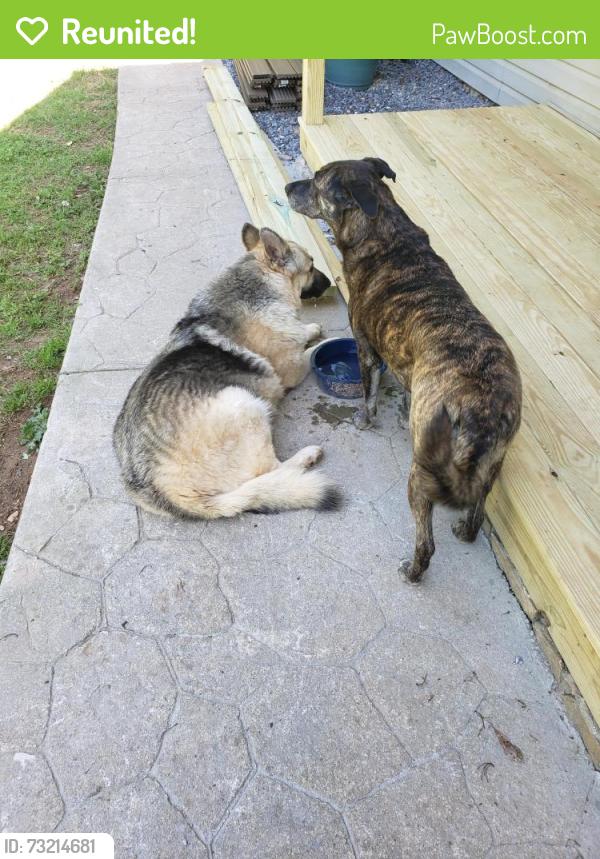 Reunited Female Dog last seen Teague Rd, Rowan County, NC 28146