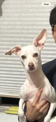 Lost Male Dog last seen Cesar E Chavez & Savannah, Los Angeles, CA 90033