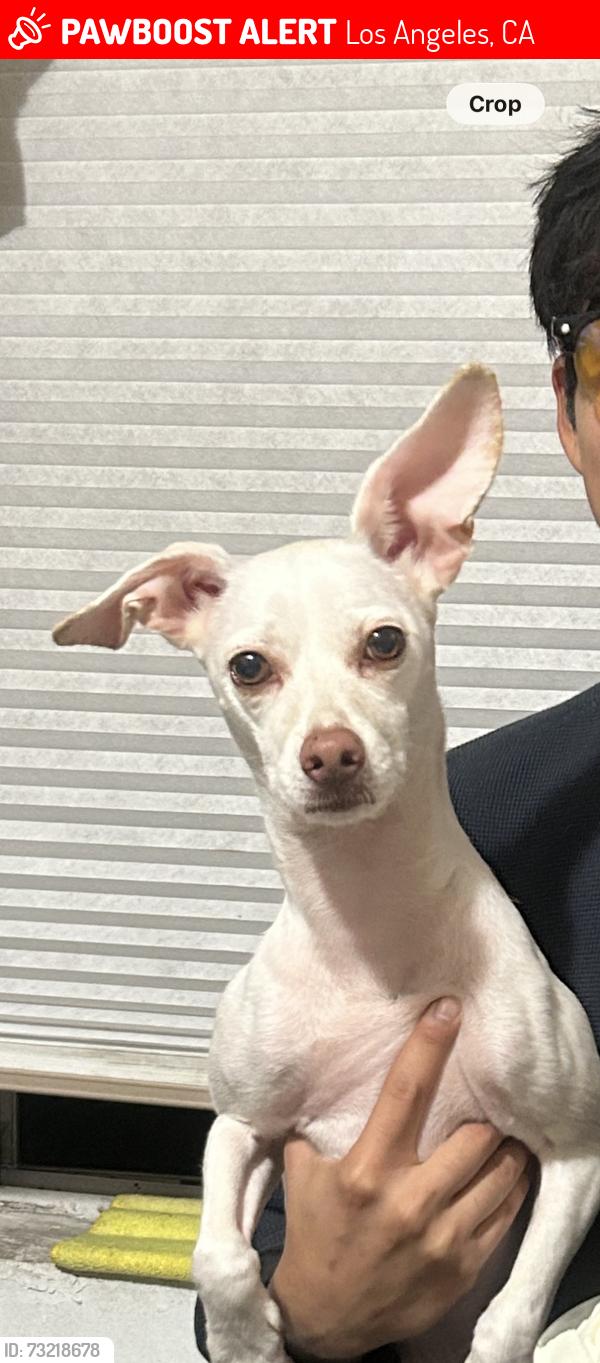 Lost Male Dog last seen Cesar E Chavez & Savannah, Los Angeles, CA 90033