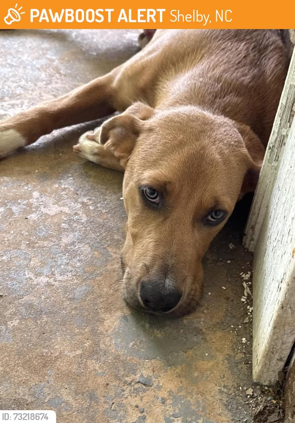Found/Stray Male Dog last seen Gas station, Shelby, NC 28150