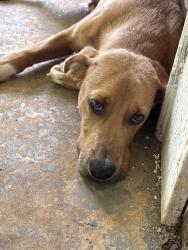 Found/Stray Male Dog last seen Gas station, Shelby, NC 28150