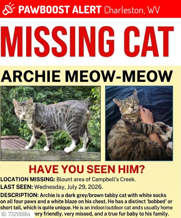 Lost Male Cat last seen Blount, Charleston, WV 25201