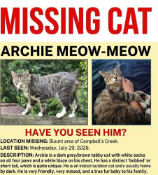 Lost Male Cat last seen Blount, Charleston, WV 25201