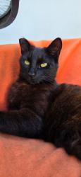 Lost Male Cat last seen Bootes Street, San Diego, CA 92126