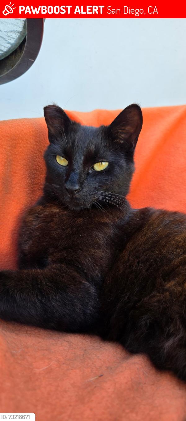Lost Male Cat last seen Bootes Street, San Diego, CA 92126