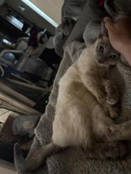 Reunited Female Cat last seen Alamitos and 6th St, Long Beach, CA 90802