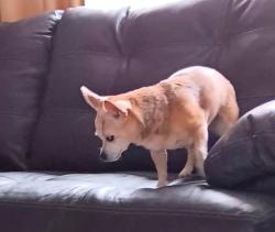 Reunited Female Dog last seen Avia rd, Dalton, GA 30721