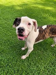 Shelter Stray Male Dog last seen MISTY LN, 1601 Airport Rd, Shelby, NC 28150, USA