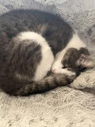 Lost Female Cat last seen Sand creek, Antioch, CA 94531