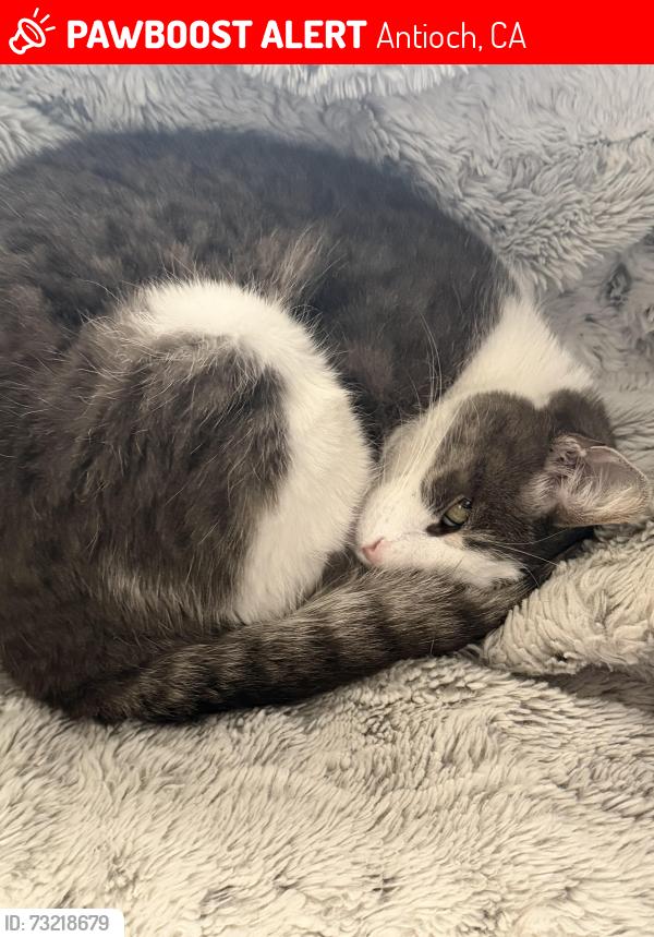 Lost Female Cat last seen Sand creek, Antioch, CA 94531