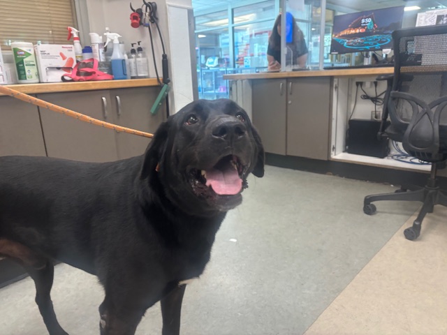 Shelter Stray Male Dog last seen , 14409 Vanowen St, Van Nuys, CA 91405, USA