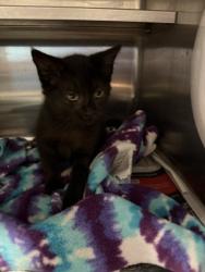 Shelter Stray Female Cat last seen , West Valley Animal Shelter, 20655 Plummer St, Chatsworth, CA 91311, USA