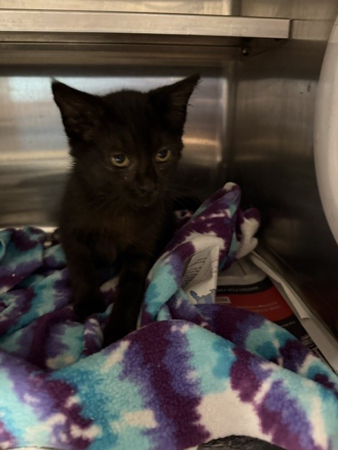 Shelter Stray Female Cat last seen , West Valley Animal Shelter, 20655 Plummer St, Chatsworth, CA 91311, USA