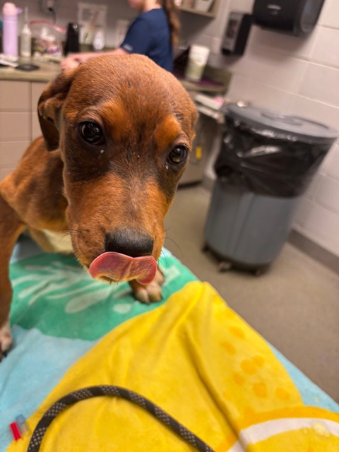 Shelter Stray Female Dog last seen LARKWOOD CIR NW, 4950 SW Triana Blvd, Huntsville, AL 35805, USA