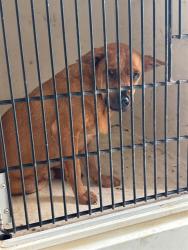 Shelter Stray Male Dog last seen LARKWOOD CIR NW, 4950 SW Triana Blvd, Huntsville, AL 35805, USA