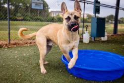 Shelter Stray Male Dog last seen , 2769 Conroy Rd, Orlando, FL 32839, USA