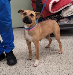 Shelter Stray Female Dog last seen Near BLOCK GREENLAWN ST, DETROIT MI 48204, 7401 Chrysler Dr, Detroit, MI 48211, USA