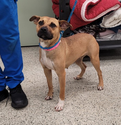 Shelter Stray Female Dog last seen Near BLOCK GREENLAWN ST, DETROIT MI 48204, 7401 Chrysler Dr, Detroit, MI 48211, USA