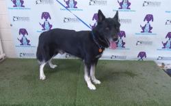 Shelter Stray Male Dog last seen , 2769 Conroy Rd, Orlando, FL 32839, USA