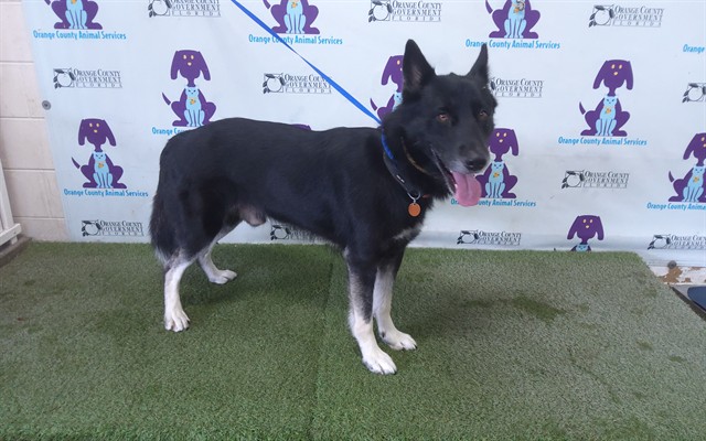 Shelter Stray Male Dog last seen , 2769 Conroy Rd, Orlando, FL 32839, USA