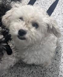 Shelter Stray Female Dog last seen 14TH ST & GLADSTONE DETROIT, MI 48206, 7401 Chrysler Dr, Detroit, MI 48211, USA