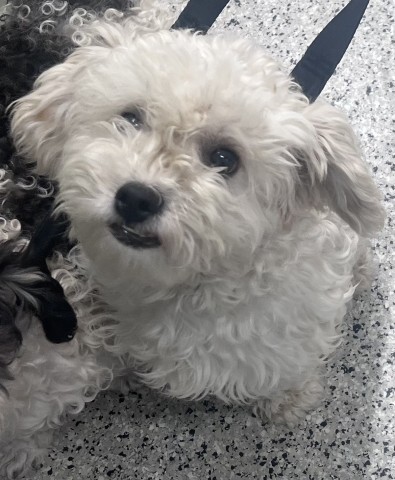 Shelter Stray Female Dog last seen 14TH ST & GLADSTONE DETROIT, MI 48206, 7401 Chrysler Dr, Detroit, MI 48211, USA